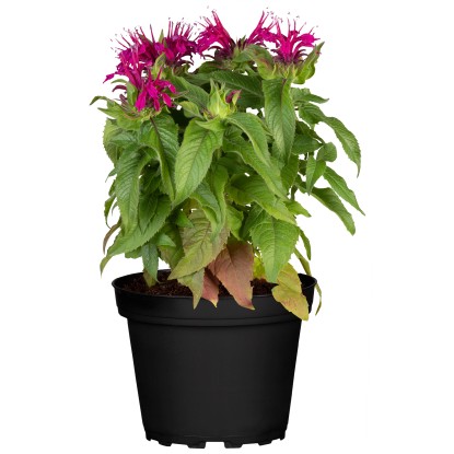 GROW by OBI Zavinutka trubkovitá (Monarda fistulosa) "Balmy Rose" růžová 10-15cm GROW by OBI Zavinutka trubkovitá (Monarda fistulosa) "Balmy Rose" růžová 10-15cm