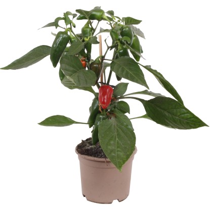 GROW by OBI Feferonka Torito "Pick & Joy", 30-35 cm, pr. květin. 12 cm GROW by OBI Feferonka Torito "Pick & Joy", 30-35 cm, pr. květin. 12 cm