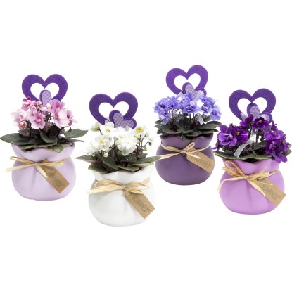 Africká fialka v keramické nádobě ve tvaru pytlíčku Africká fialka v keramické nádobě ve tvaru pytlíčku