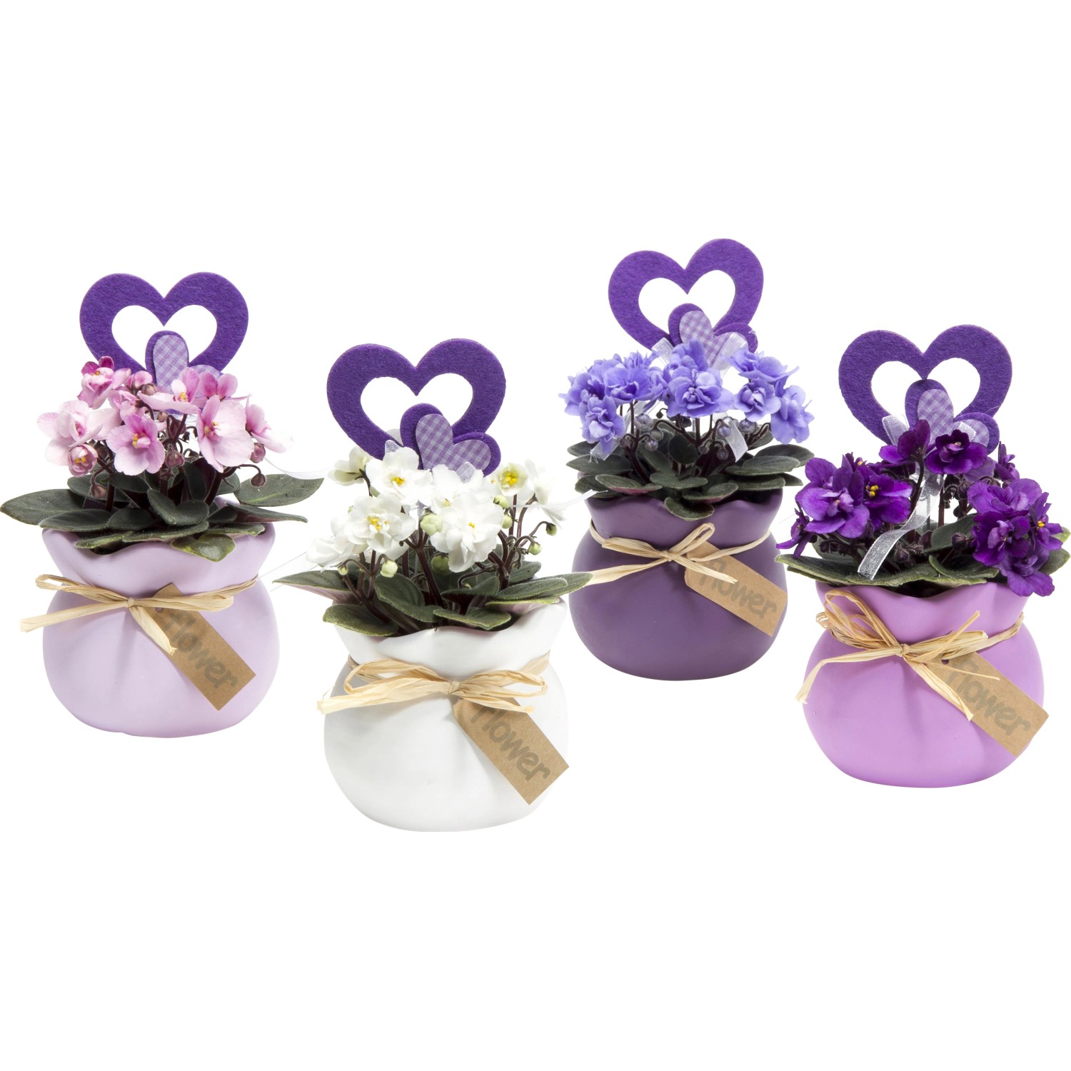 Africká fialka v keramické nádobě ve tvaru pytlíčku Africká fialka v keramické nádobě ve tvaru pytlíčku