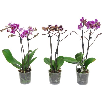 Orchidej motýlokvětá (Phalaenopsis) různé barvy pr. květináče 9 cm Orchidej motýlokvětá (Phalaenopsis) různé barvy pr. květináče 9 cm