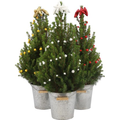 Smrk sivý "Conica" průměr květináče cca 19 cm Picea glauca Smrk sivý "Conica" průměr květináče cca 19 cm Picea glauca