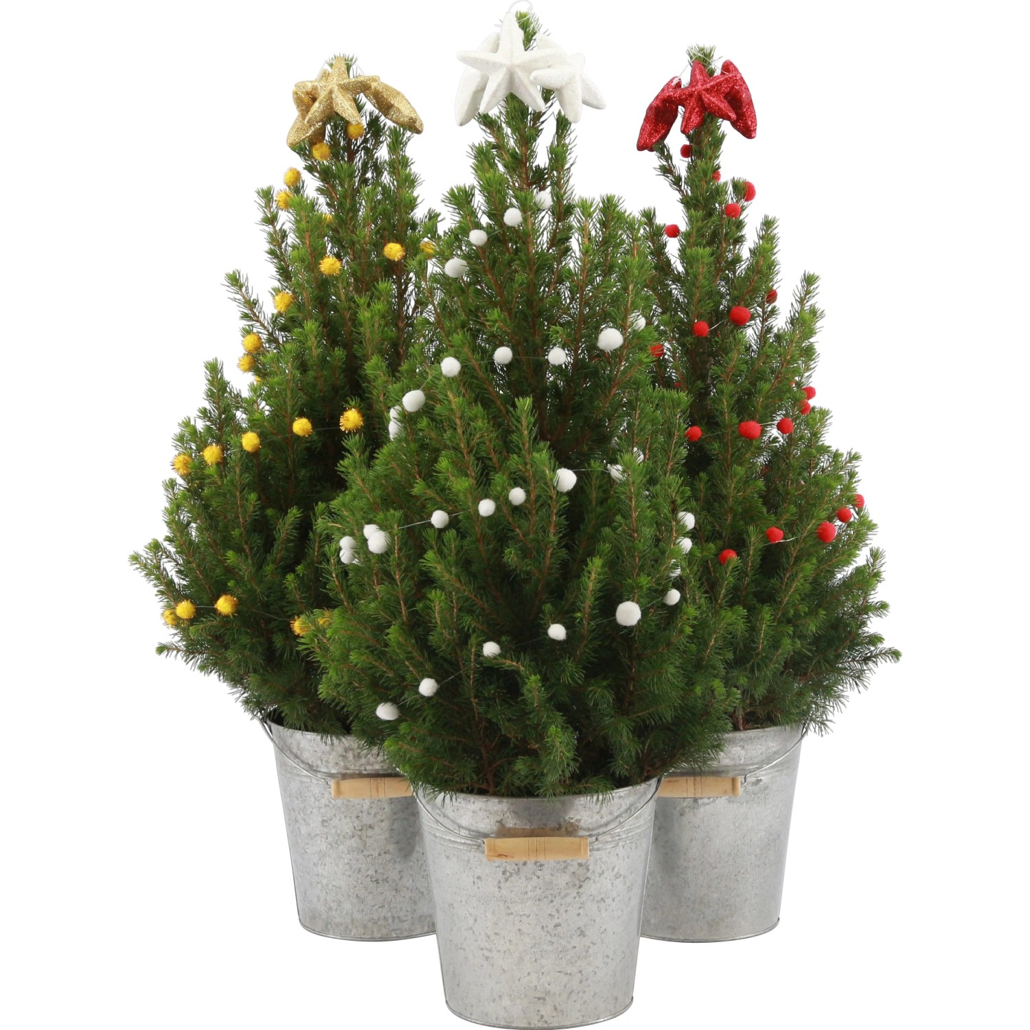 Smrk sivý "Conica" průměr květináče cca 19 cm Picea glauca Smrk sivý "Conica" průměr květináče cca 19 cm Picea glauca