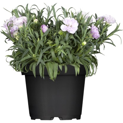 OBI Hvozdík zahradní průměr květináče cca 14 cm Dianthus OBI Hvozdík zahradní průměr květináče cca 14 cm Dianthus