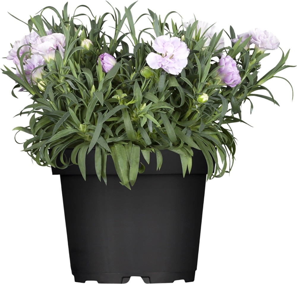 OBI Hvozdík zahradní průměr květináče cca 14 cm Dianthus OBI Hvozdík zahradní průměr květináče cca 14 cm Dianthus