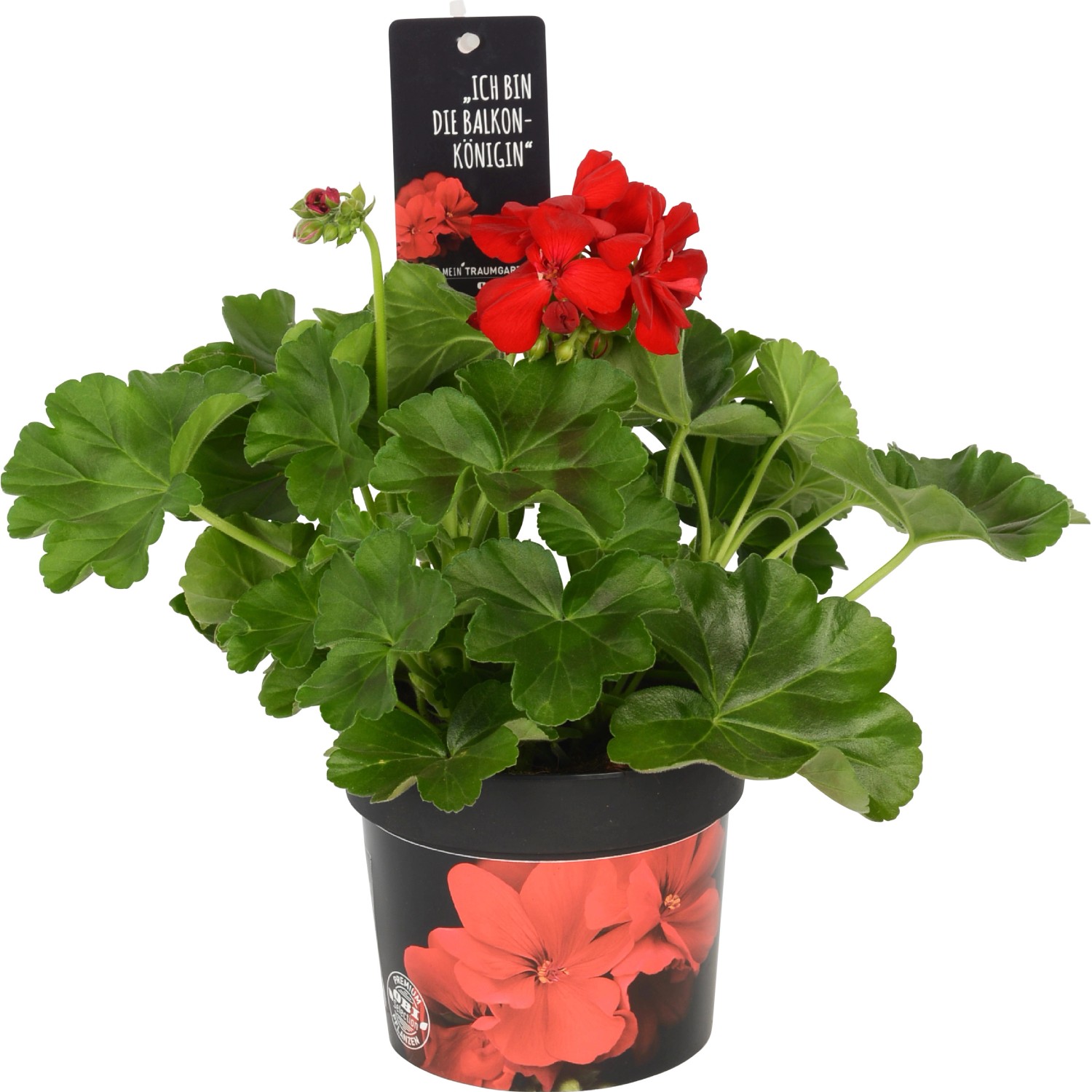 Pelargonie Calliope Dark Red průměr květináče cca 13 cm koupit v OBI