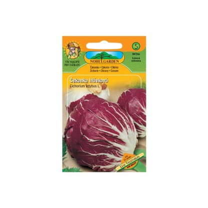 Čekanka salátová hlávková Čekanka salátová hlávková
