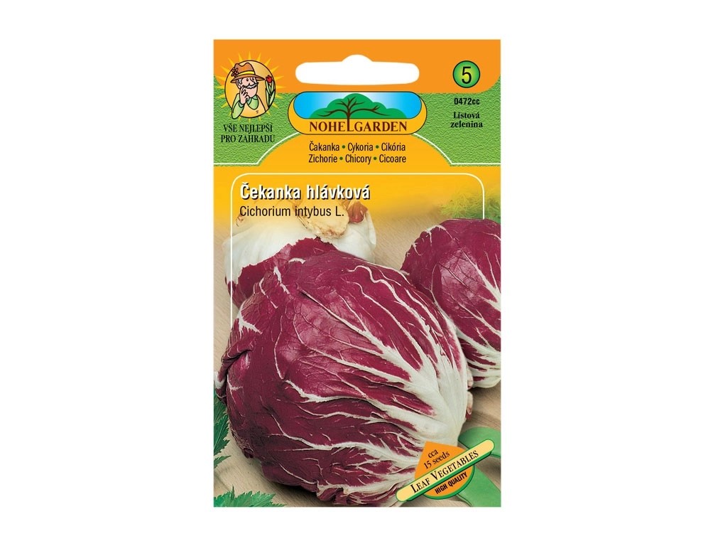 Čekanka salátová hlávková Čekanka salátová hlávková