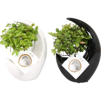 Aranžmá bonsaje v keramické nádobě průměr květináče cca 19 cm Aranžmá bonsaje v keramické nádobě průměr květináče cca 19 cm