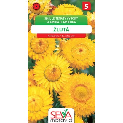 Smil Listenatý - vysoký - žlutý (Helichrysum bracteatum) Smil Listenatý - vysoký - žlutý (Helichrysum bracteatum)