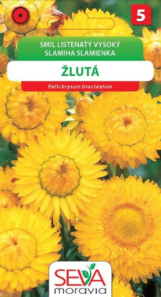 Smil Listenatý - vysoký - žlutý (Helichrysum bracteatum) Smil Listenatý - vysoký - žlutý (Helichrysum bracteatum)