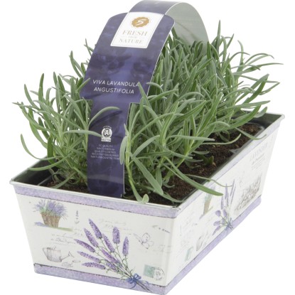 OBI Levandule v zinkovém květináči sada 6 ks pr. květináče cca 1 cm OBI Levandule v zinkovém květináči sada 6 ks pr. květináče cca 1 cm