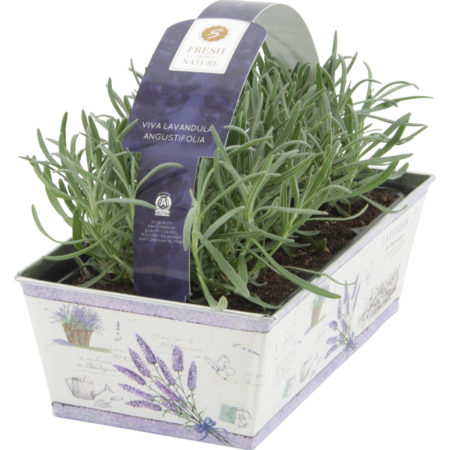 OBI Levandule v zinkovém květináči sada 6 ks pr. květináče cca 1 cm OBI Levandule v zinkovém květináči sada 6 ks pr. květináče cca 1 cm