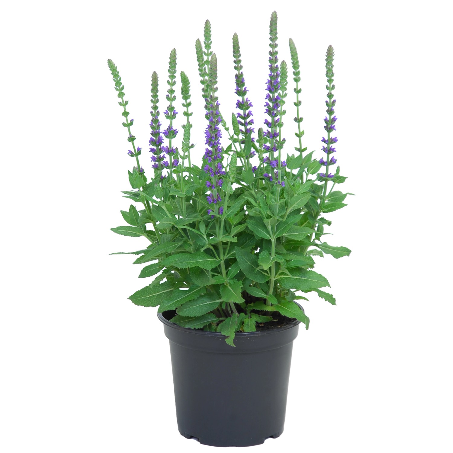 Royal Lemkes Šalvěj hybridní (Salvia Hybrid) fialová pr. 17 cm Royal Lemkes Šalvěj hybridní (Salvia Hybrid) fialová pr. 17 cm