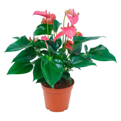 Anturie růžová průměr květináče cca 17 cm Anturie růžová průměr květináče cca 17 cm