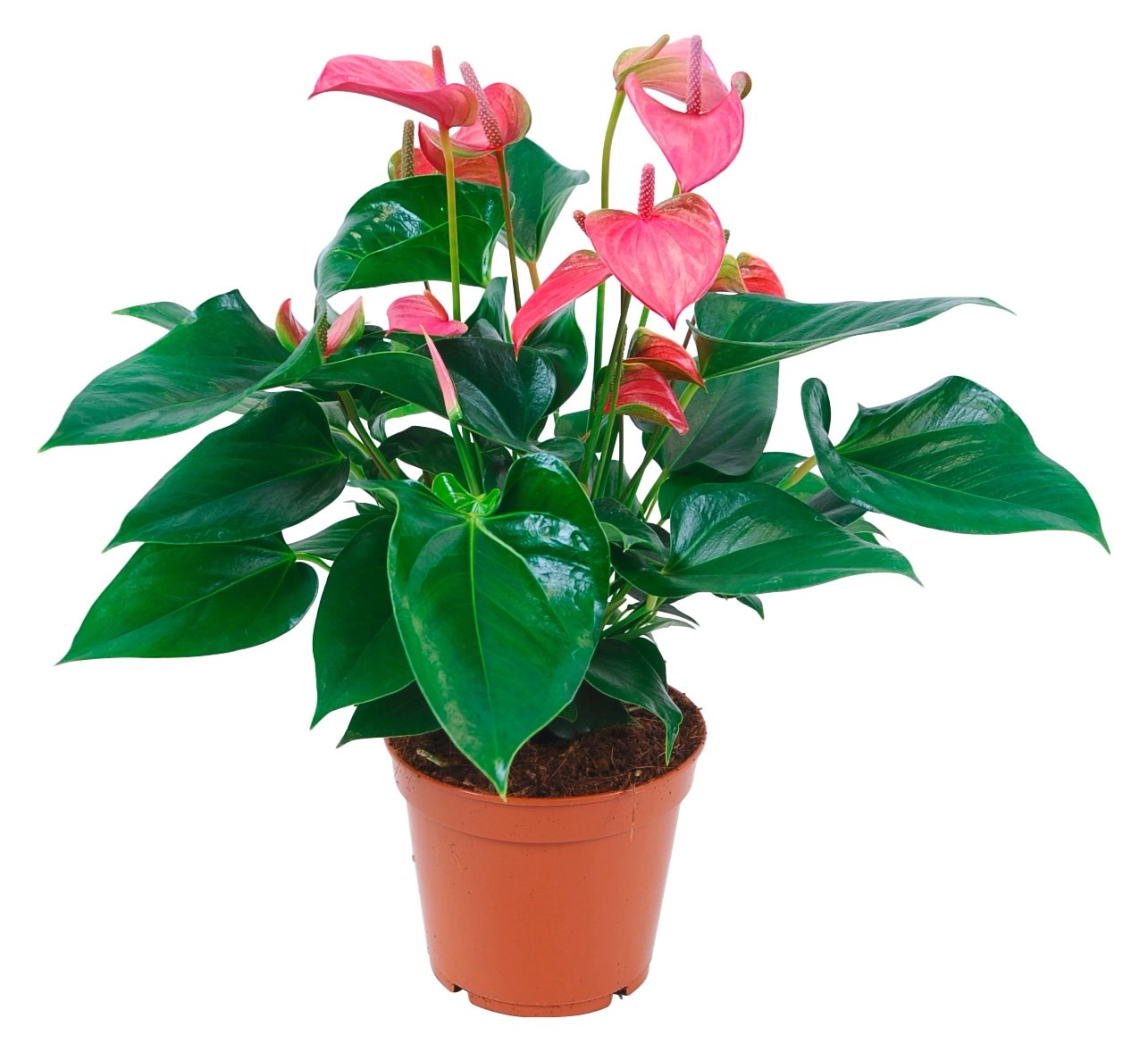 Anturie růžová průměr květináče cca 17 cm Anturie růžová průměr květináče cca 17 cm