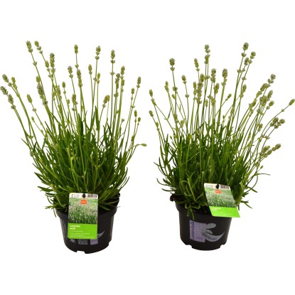 Levandule bílá průměr květináče cca 13 cm Lavandula Levandule bílá průměr květináče cca 13 cm Lavandula