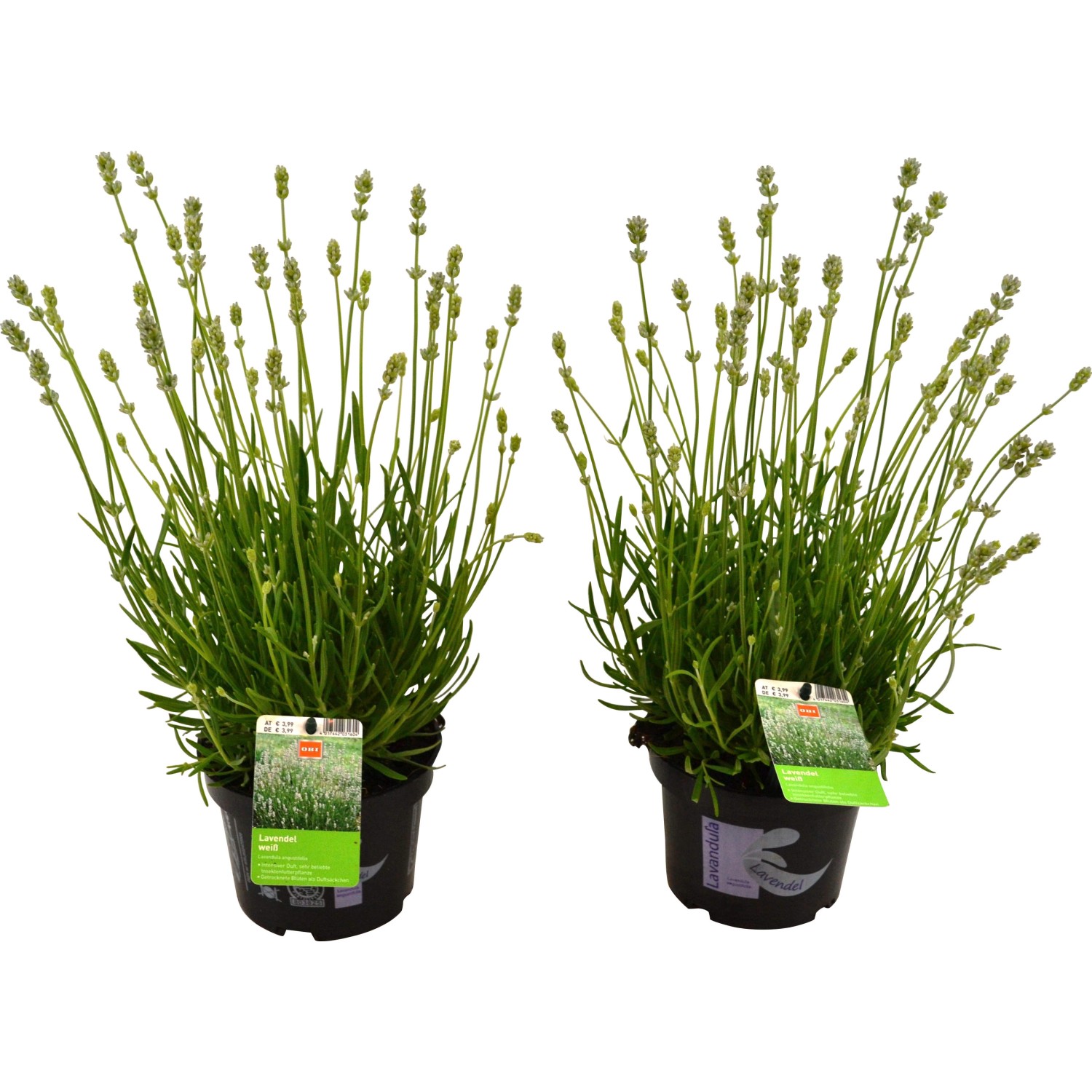 Levandule bílá průměr květináče cca 13 cm Lavandula Levandule bílá průměr květináče cca 13 cm Lavandula
