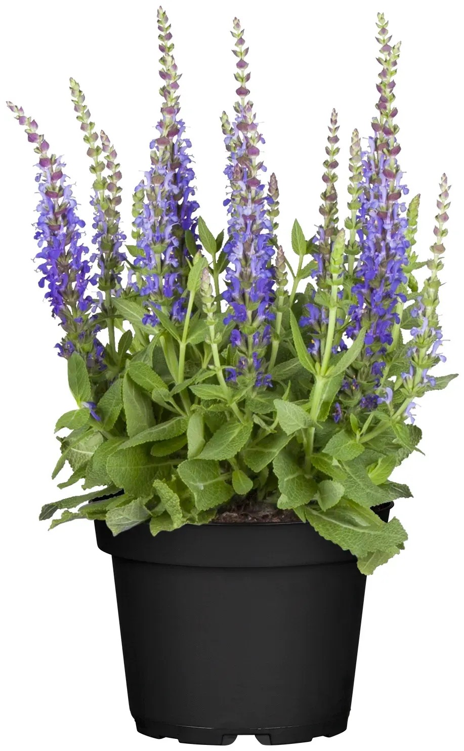 GROW by OBI Šalvěj hajní (Salvia nemorosa) "Compact Blue" cca pr. 13 cm GROW by OBI Šalvěj hajní (Salvia nemorosa) "Compact Blue" cca pr. 13 cm
