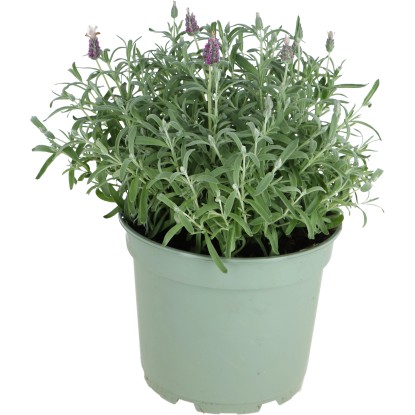 OBI Levandule Lamorosia "Silver Pink" růžovo-fialová průměr květináče cca 23 cm OBI Levandule Lamorosia "Silver Pink" růžovo-fialová průměr květináče cca 23 cm