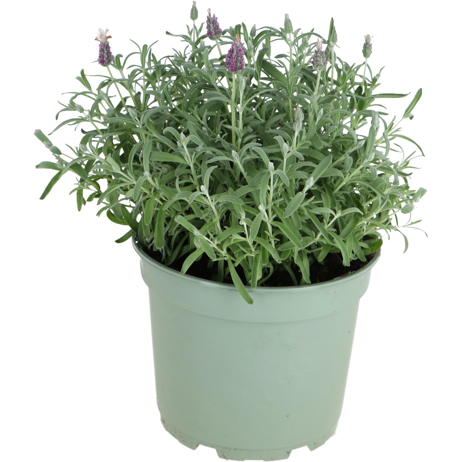 OBI Levandule Lamorosia "Silver Pink" růžovo-fialová průměr květináče cca 23 cm OBI Levandule Lamorosia "Silver Pink" růžovo-fialová průměr květináče cca 23 cm