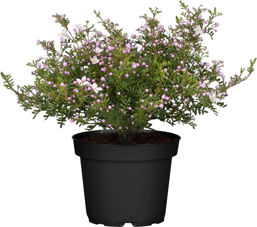 Boronka "Boronia anemonifolia", cca 20-30 cm, pr. květináče cca 13 cm Boronka "Boronia anemonifolia", cca 20-30 cm, pr. květináče cca 13 cm