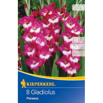 Kiepenkerl Mečíky motýlokvěté "Perseus" tmavě fialové Kiepenkerl Mečíky motýlokvěté "Perseus" tmavě fialové