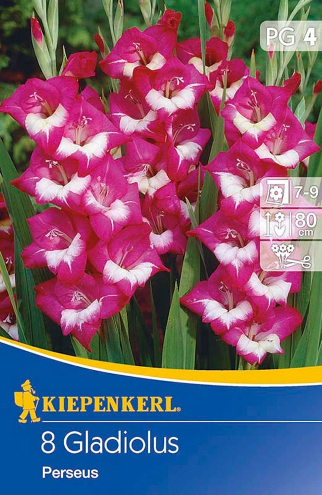 Kiepenkerl Mečíky motýlokvěté "Perseus" tmavě fialové Kiepenkerl Mečíky motýlokvěté "Perseus" tmavě fialové