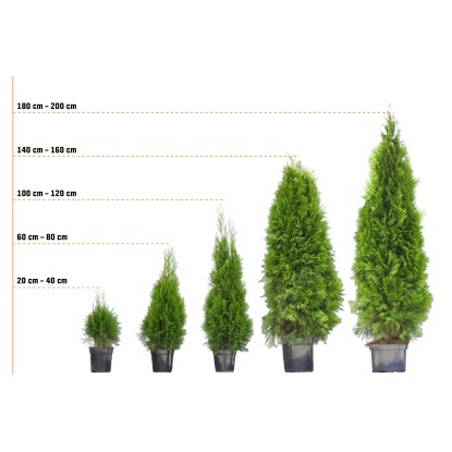 Zerav západní "Smaragd" výška 140 - 160 cm s kořenovým balem Thuja Zerav západní "Smaragd" výška 140 - 160 cm s kořenovým balem Thuja