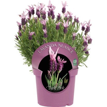 Levandule francouzská - Lavandula stoechas Levandule francouzská - Lavandula stoechas