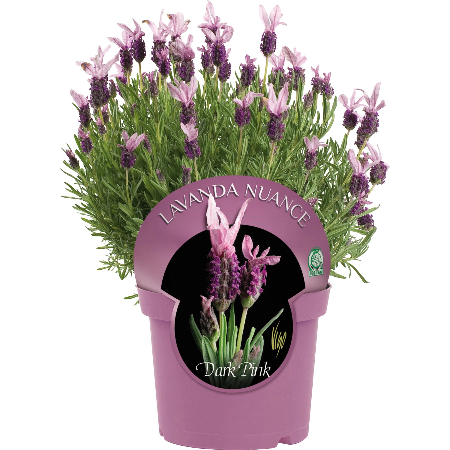 Levandule francouzská - Lavandula stoechas Levandule francouzská - Lavandula stoechas