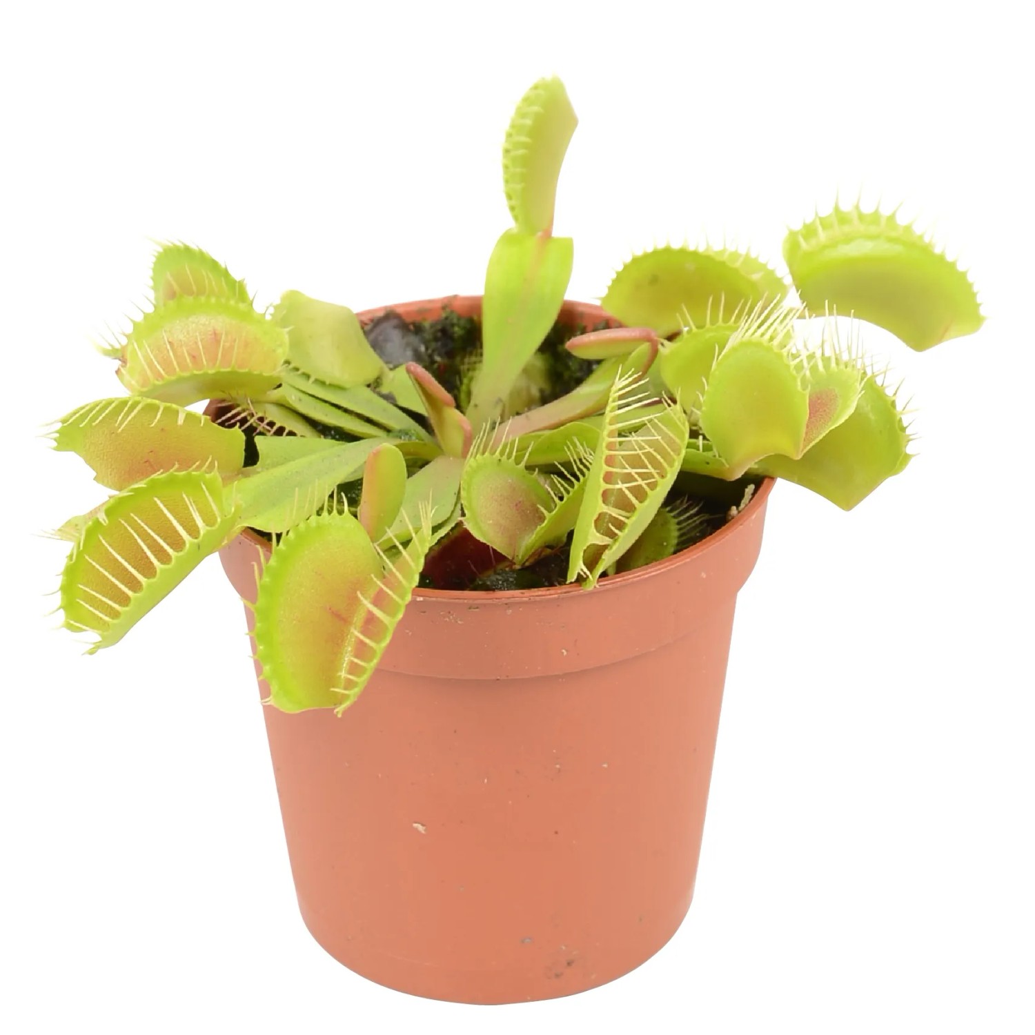 Mucholapka podivná (Dionaea muscipula) v květináči, exotická masožravá rostlina s chytacími listy. Mucholapka podivná (Dionaea muscipula) v květináči, exotická masožravá rostlina s chytacími listy.