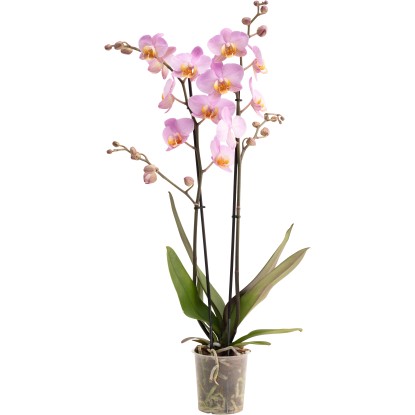 OBI Orchidej motýlokvětá Beaumont, 60-70 cm, pr. květináče cca 12 cm OBI Orchidej motýlokvětá Beaumont, 60-70 cm, pr. květináče cca 12 cm