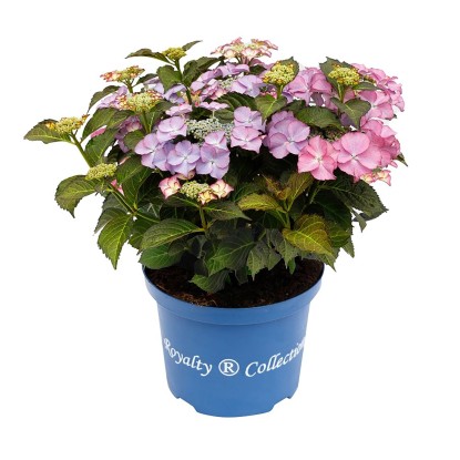 Hortenzie velkolistá "Royalty Tiffany", výška cca 35 cm, pr. kv. cca 20 cm Hortenzie velkolistá "Royalty Tiffany", výška cca 35 cm, pr. kv. cca 20 cm