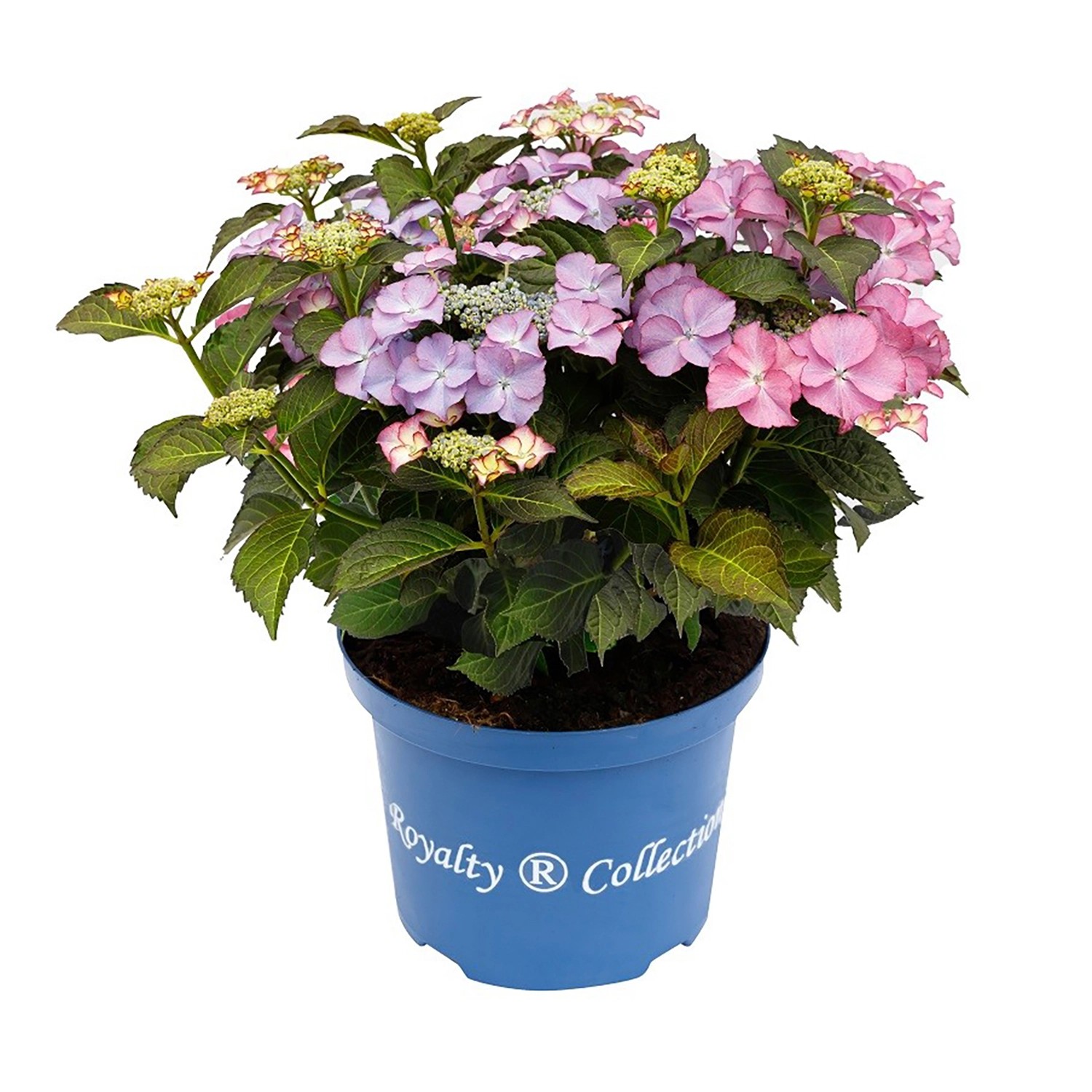 Hortenzie velkolistá "Royalty Tiffany", výška cca 35 cm, pr. kv. cca 20 cm Hortenzie velkolistá "Royalty Tiffany", výška cca 35 cm, pr. kv. cca 20 cm