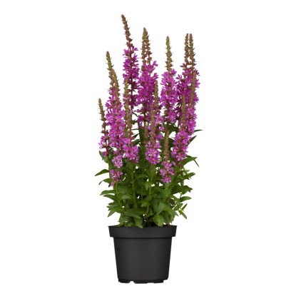 Kyprej vrbice (Lythrum salicaria), purpurová, pr. kv. cca 15 cm Kyprej vrbice (Lythrum salicaria), purpurová, pr. kv. cca 15 cm