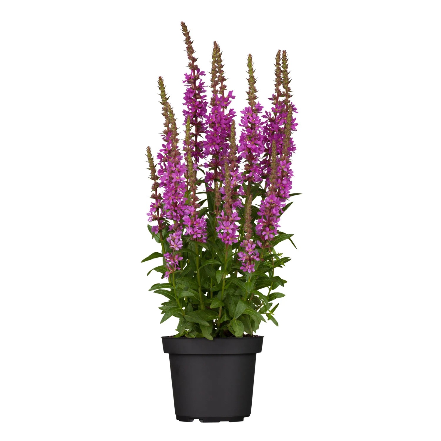 Kyprej vrbice (Lythrum salicaria), purpurová, pr. kv. cca 15 cm Kyprej vrbice (Lythrum salicaria), purpurová, pr. kv. cca 15 cm