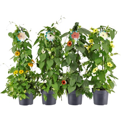 Smatovka křídlatá "Susan" (Thunbergia alata), pr. kv. cca 17 cm Smatovka křídlatá "Susan" (Thunbergia alata), pr. kv. cca 17 cm