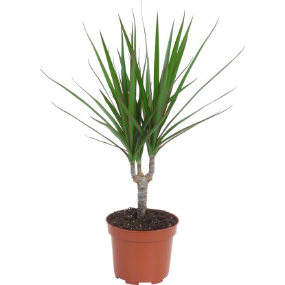 GROW by OBI Dračinec pr. květináče cca 12 cm GROW by OBI Dračinec pr. květináče cca 12 cm