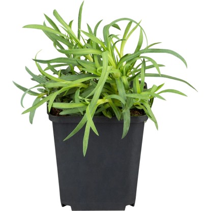 OBI Hvozdík péřitý růžový pr. květináče cca 9 cm x 9 cm OBI Hvozdík péřitý růžový pr. květináče cca 9 cm x 9 cm