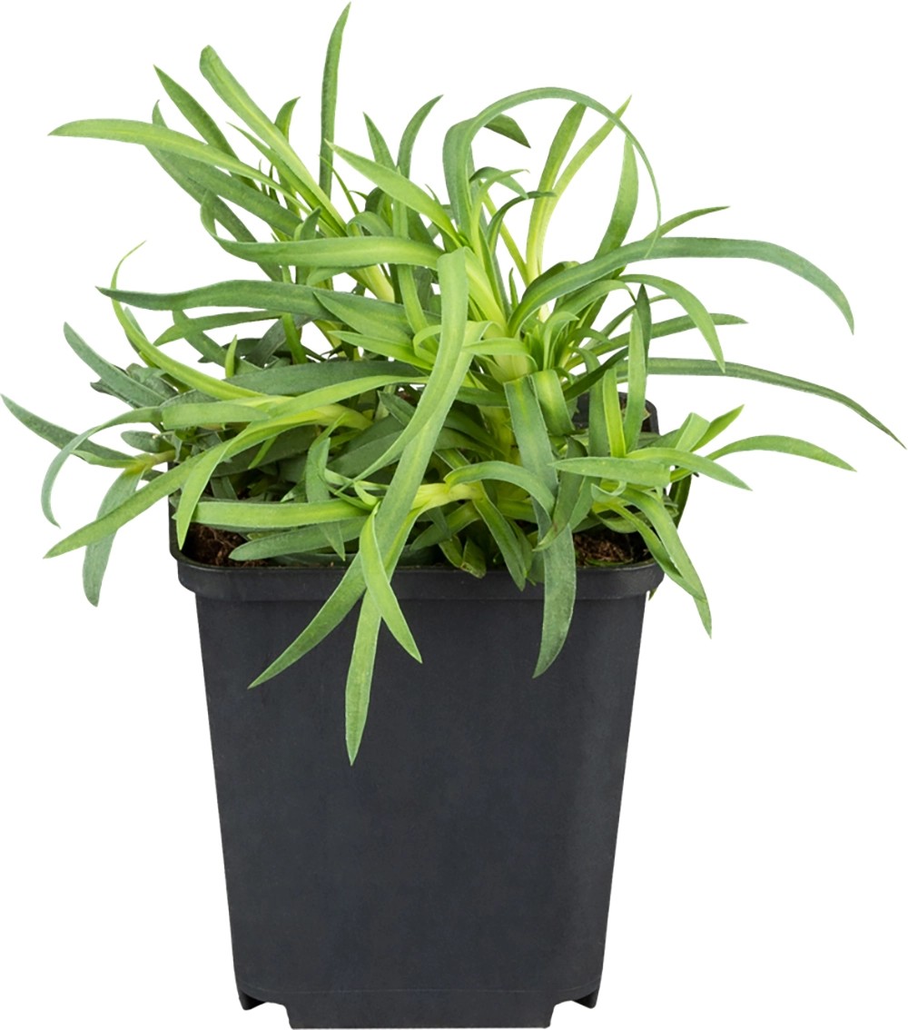 OBI Hvozdík péřitý růžový pr. květináče cca 9 cm x 9 cm OBI Hvozdík péřitý růžový pr. květináče cca 9 cm x 9 cm