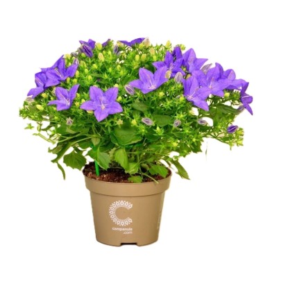 Zvonek stejnolistý (Campanula isophylla) "Napoli Blue" výška 20-25 cm Zvonek stejnolistý (Campanula isophylla) "Napoli Blue" výška 20-25 cm