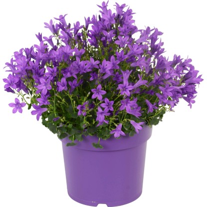Zvonek "Get Mee" modrý průměr květináče cca 17 cm Campanula Zvonek "Get Mee" modrý průměr květináče cca 17 cm Campanula