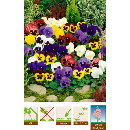 GardenSeed Premium Semínka Fialka maceška směs barev 0,3 g GardenSeed Premium Semínka Fialka maceška směs barev 0,3 g