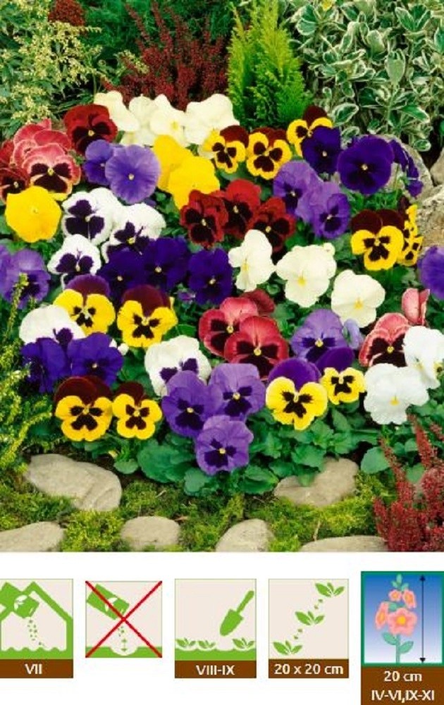 GardenSeed Premium Semínka Fialka maceška směs barev 0,3 g GardenSeed Premium Semínka Fialka maceška směs barev 0,3 g