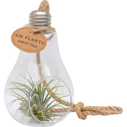 Aranžmá tillandsií (Tillandsia ionantha) ve skleněné nádobě, pr. cca 10 cm Aranžmá tillandsií (Tillandsia ionantha) ve skleněné nádobě, pr. cca 10 cm