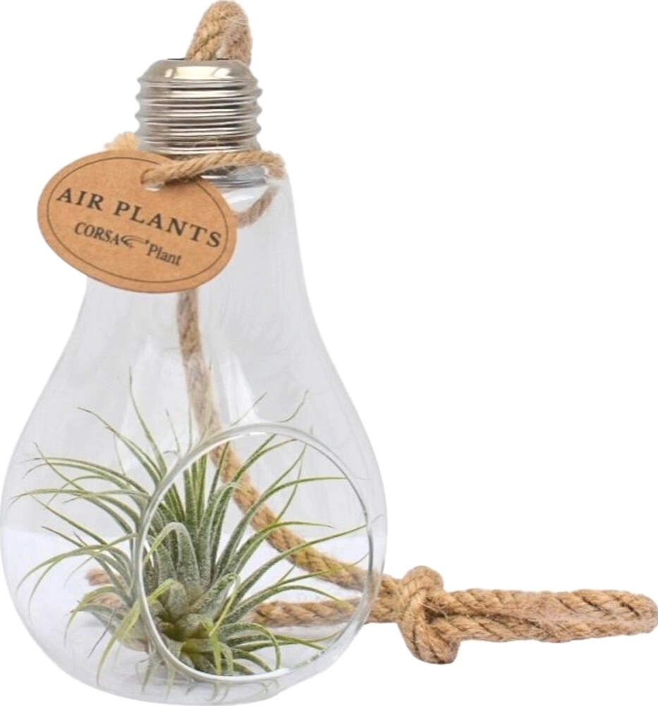 Aranžmá tillandsií (Tillandsia ionantha) ve skleněné nádobě, pr. cca 10 cm Aranžmá tillandsií (Tillandsia ionantha) ve skleněné nádobě, pr. cca 10 cm