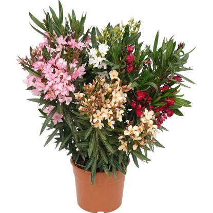 GROW by OBI Oleandr obecný (Nerium Oleander) keř, výška 60-80 cm, pr. kv. 20 cm GROW by OBI Oleandr obecný (Nerium Oleander) keř, výška 60-80 cm, pr. kv. 20 cm