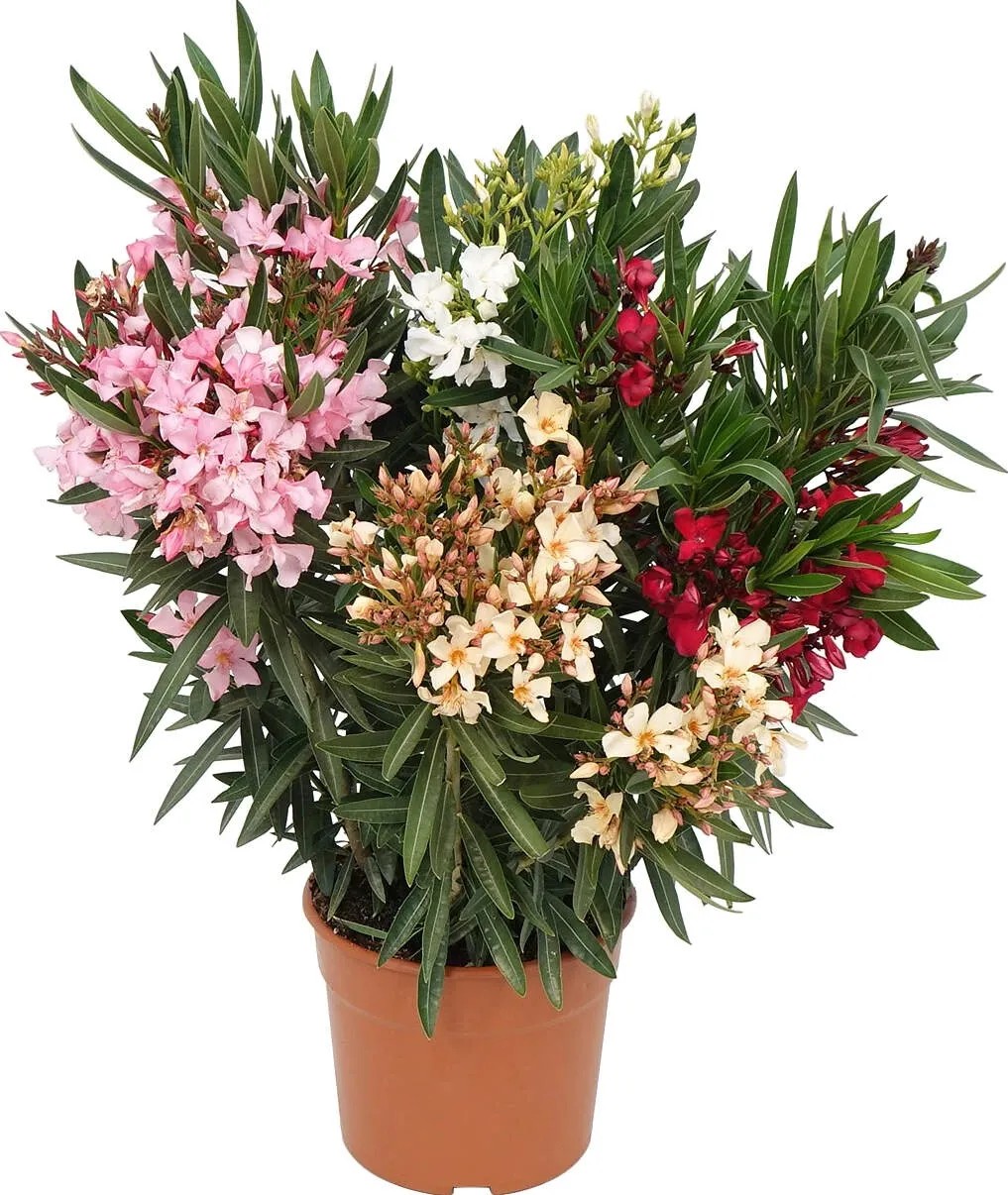 GROW by OBI Oleandr obecný (Nerium Oleander) keř, výška 60-80 cm, pr. kv. 20 cm GROW by OBI Oleandr obecný (Nerium Oleander) keř, výška 60-80 cm, pr. kv. 20 cm