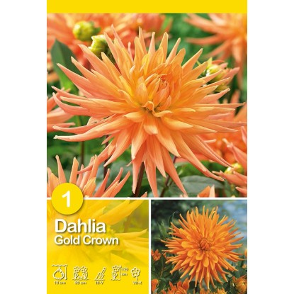 Jiřina "Gold Crown" zlatožlutá Jiřina "Gold Crown" zlatožlutá